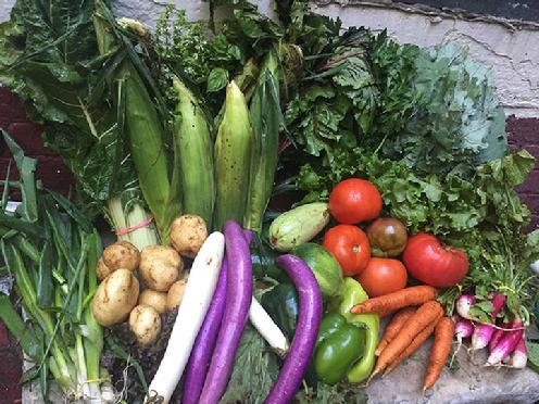 Large Vegetable Share