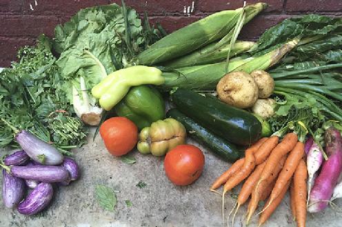 Small Vegetable Share