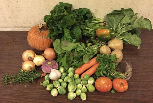 Small Vegetable Share